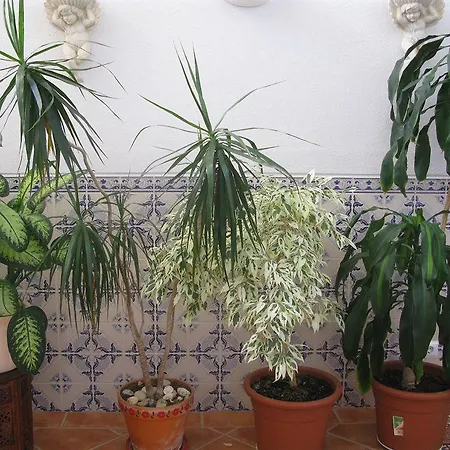 Guest house Aurora Sol Praia Da Luz